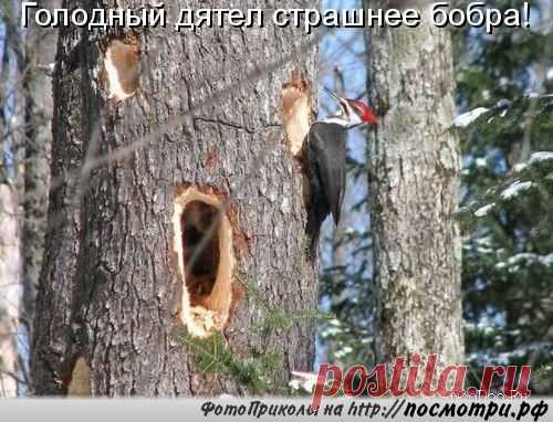 КОТовасия - Коты и кошки