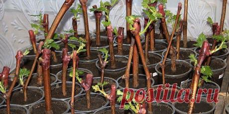 ПОЛЕЗНЫЕ СОВЕТЫ ДАЧНИКАМ: СЕКРЕТЫ ЧЕРЕНКОВ, КАКУЮ ПОЛЬЗУ НЕСУТ ОТХОДЫ....

1. В непрозрачной посуде корешки образуются гораздо лучше, чем в прозрачной.
2. Воду при испарении лучше не менять, а доливать.
3. Если воды слишком много, в нижней части банки мало кислорода, черенки могут загнить.
4. Важно количество черенков. Жимолость, например, не даст корни, если в 200 мл воды будет находиться более трех веточек.
5. Частенько для черенкования берут очень длинные побеги. Замече...