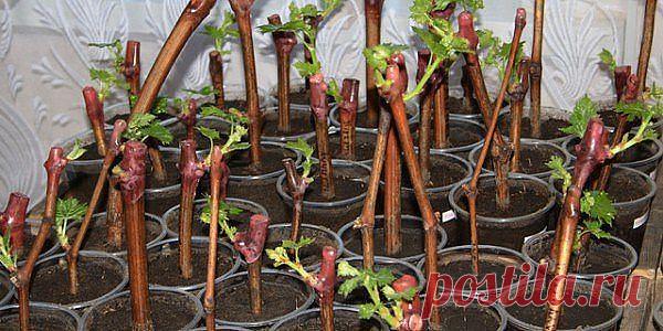 ПОЛЕЗНЫЕ СОВЕТЫ ДАЧНИКАМ: СЕКРЕТЫ ЧЕРЕНКОВ, КАКУЮ ПОЛЬЗУ НЕСУТ ОТХОДЫ....

1. В непрозрачной посуде корешки образуются гораздо лучше, чем в прозрачной.
2. Воду при испарении лучше не менять, а доливать.
3. Если воды слишком много, в нижней части банки мало кислорода, черенки могут загнить.
4. Важно количество черенков. Жимолость, например, не даст корни, если в 200 мл воды будет находиться более трех веточек.
5. Частенько для черенкования берут очень длинные побеги. Замече...