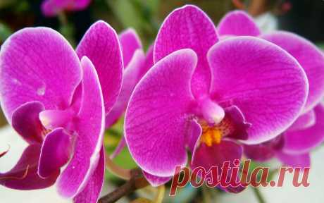 Flowers Wallpapers : Beautiful Pink Flowers #1333 1920x1200 pixel Exotic Wallpaper @ Cuzzsoft