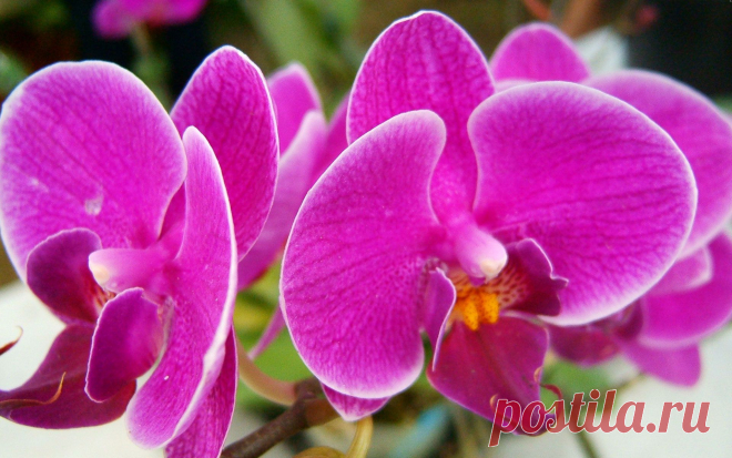 Flowers Wallpapers : Beautiful Pink Flowers #1333 1920x1200 pixel Exotic Wallpaper @ Cuzzsoft