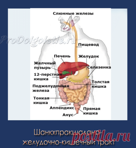 Упрощенная ШанкхПракшалана или пошаговая методика выполнения Пракшаланы | Восточная медицина, омоложение и долголетие