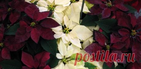 Рождественская звезда, или Пуансеттия - Ботаничка.ru