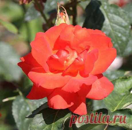 Цветы | Фотографии сергей ефременко | 9668 фото