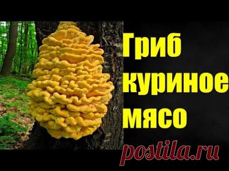 Гриб трутовик серно-желтый собираем и готовим.