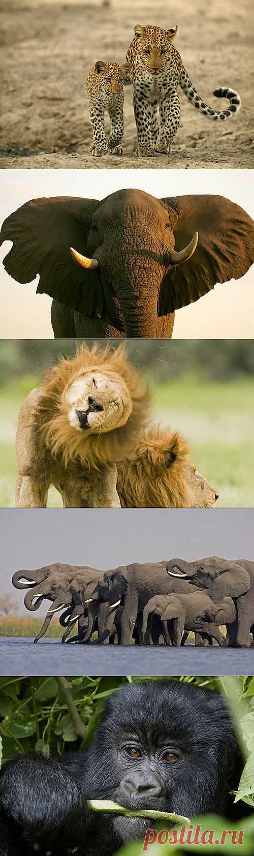 Дикие звери / Питомцы