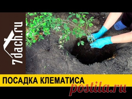 Посадка клематиса - 7 дач