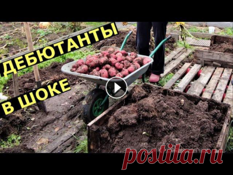 Картошка в ящиках - первый опыт новичков Подписчики канала впервые сажали картошку. Посадили в ящики, что выросло? Помощь каналу, карта Сбербанка - 4276 3800 7513 3459 На канале: Наталья Смор...