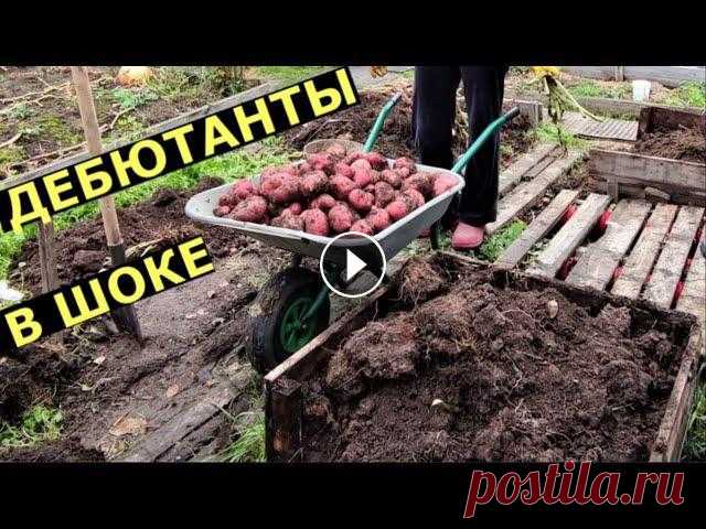 Картошка в ящиках - первый опыт новичков Подписчики канала впервые сажали картошку. Посадили в ящики, что выросло? Помощь каналу, карта Сбербанка - 4276 3800 7513 3459 На канале: Наталья Смор...