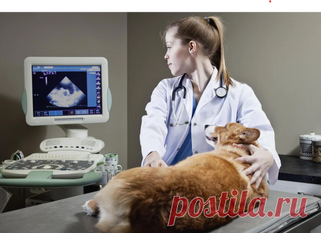The global veterinary imaging market size was valued at USD 1.46 billion in 2019 and is projected to reach USD 2.07 billion by 2027, exhibiting a CAGR of 6.1% during the forecast period. The primary drivers of the market are the rising occurrence of veterinary illnesses, rising pet ownership, and rising willingness of pet owners to spend on pet well-being.