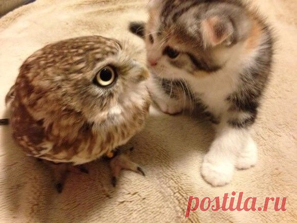Совенок и котенок