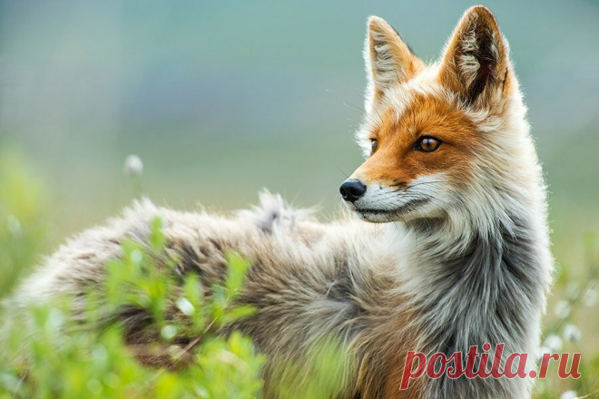 12 фото дикой природы с характерами животных | Российское фото | Яндекс Дзен