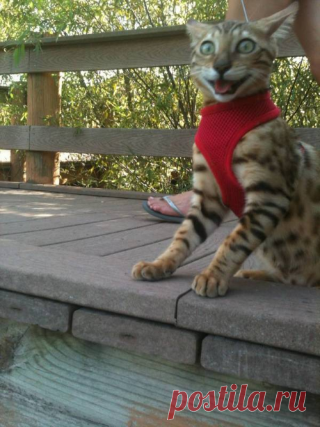 "Сдаюсь! Унесите меня домой!": Эти глаза кошек, которые вышли на улицу первый раз в жизни (+смешные фото) | Лариса Кречетова | Яндекс Дзен