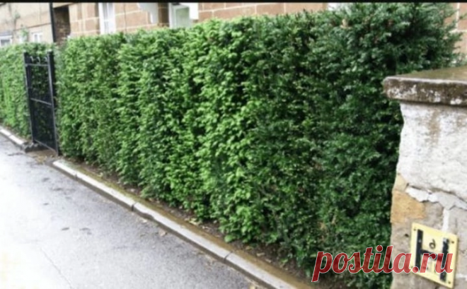 Какие быстрорастущие растения посадить вдоль забора для живой изгороди + ключевые слова

Есть несколько быстрорастущих растений, которые можно посадить вдоль забора для создания живой изгороди:

1. Тутовник - это быстрорастущее растение, которое может вырасти до 3-6 м за один год. 

Оно выносливое и можно выращивать его в любых условиях.

2. Кизильник - это кустарник, который может достигать высоты 5-6 метров и широко используется как живая изгородь. 

Он легко переносит з...