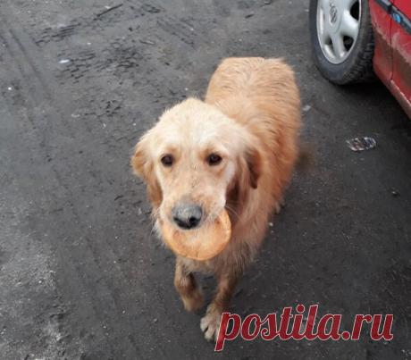 Доброта покоряет сердца, бездомный пес решил угостить Светлану булочкой, и она растрогавшись в благодарность взяла его домой | Котопёс | Яндекс Дзен