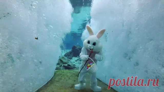 Подводно - Coub