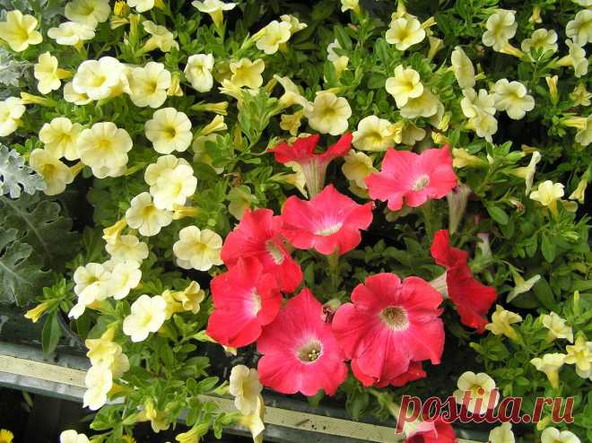 Мой Мир@Mail.Ru Петунии