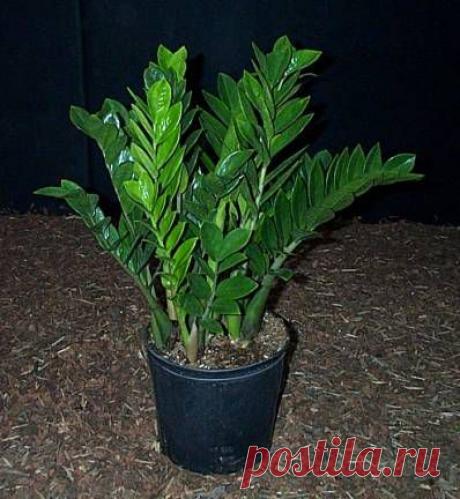 Замиокулькас, или долларовое дерево | Наш уютный дом