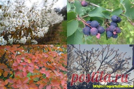 Ирга. Общее описание. Где растет и как выглядит