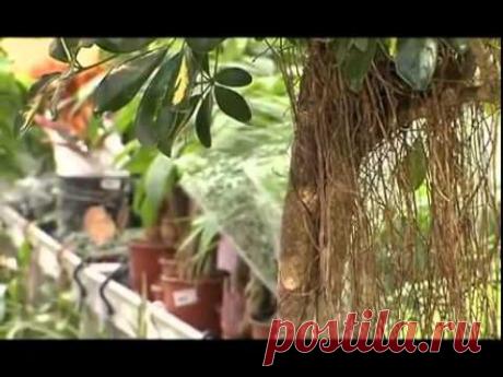 Видео о Шефлере – уход и выращавиние