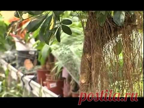 Видео о Шефлере – уход и выращавиние