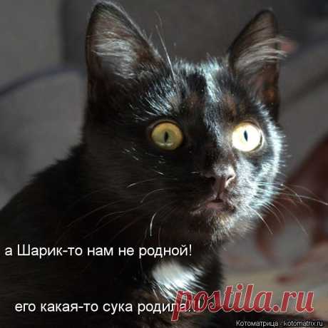 котоматрица лучшее за все время: 42 тыс изображений найдено в Яндекс.Картинках