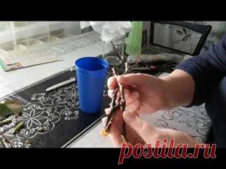 Размножение роз и черешни новым для меня способом!