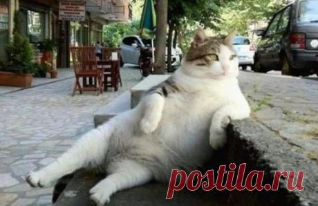 Помните этого кота, ставшего звездой интернета, благодаря своей шикарной вальяжной позе? Недавно Томбили (так его звали) скончался, но неравнодушные жители собрали деньги и установили ему памятник в Стамбуле на той самой улице, где когда-то любил сидеть котик