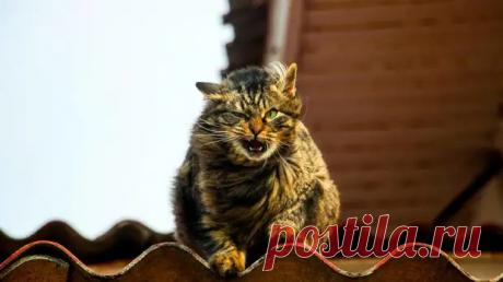 (57) Баба Яга и Филозоф - ДОСТОЙНАЯ ЖИЗНЬ НА ПЕНСИИ - 13 мая - 43292737118 - Медиаплатформа МирТесен