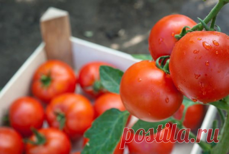 Как сохранить томаты свежими надолго / помидоры / 7dach.ru