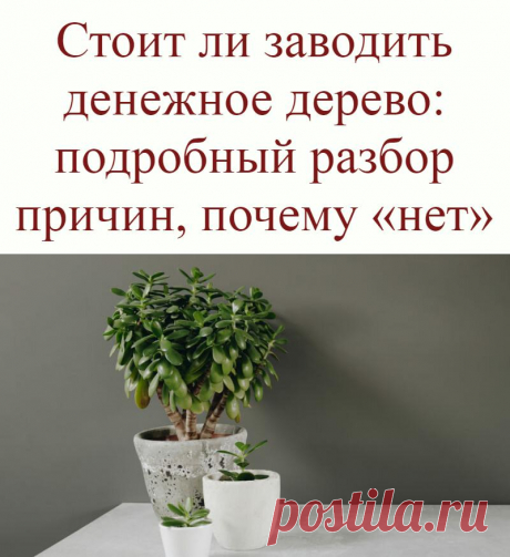 Стоит ли заводить денежное дерево: подробный разбор причин, почему «нет»