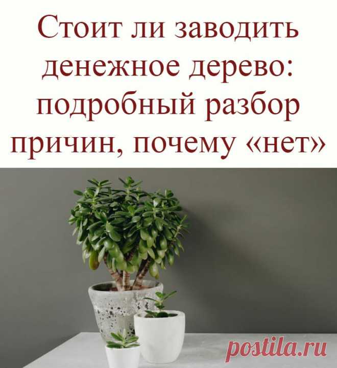 Стоит ли заводить денежное дерево: подробный разбор причин, почему «нет»