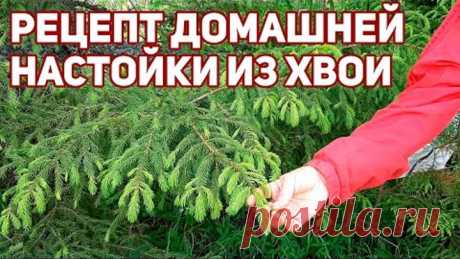ЧИСТКА СОСУДОВ ОТ ХОЛЕСТЕРИНА ЛЕЧЕБНАЯ НАСТОЙКА ИЗ ПОБЕГОВ ХВОЙНИКОВ