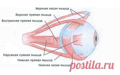 Как восстановить зрение по методу доктора Бейтса
