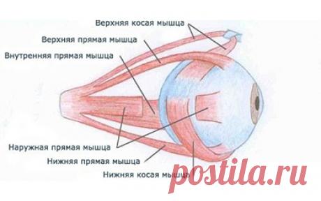 Как восстановить зрение по методу доктора Бейтса