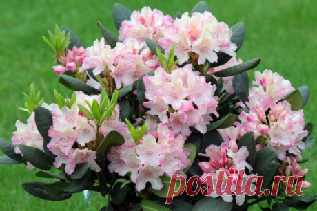 Рододендрон - фото, посадка и уход