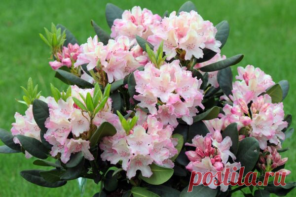 Рододендрон - фото, посадка и уход