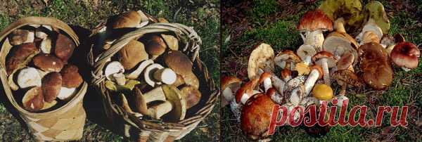 КНИГА О ВКУСНОЙ И ЗДОРОВОЙ ПИЩЕ
