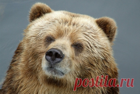 В Карелии медведь пытался попасть в магазин. Шансов не было: зверю не смогли сохранить жизнь | Блоггерство на пенсии | Яндекс Дзен