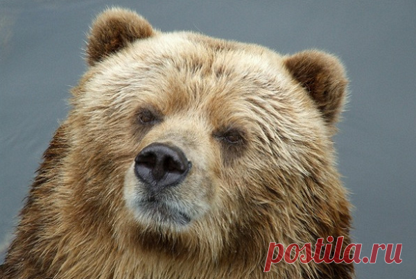 В Карелии медведь пытался попасть в магазин. Шансов не было: зверю не смогли сохранить жизнь | Блоггерство на пенсии | Яндекс Дзен