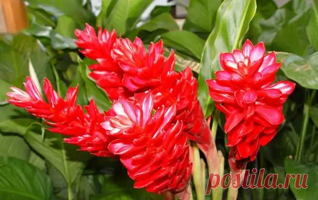 (15) Свойства имбиря и выращивание в домашних условиях - Советы Народной Мудрости - 12 октября - 43534334163 - Медиаплатформа МирТесен