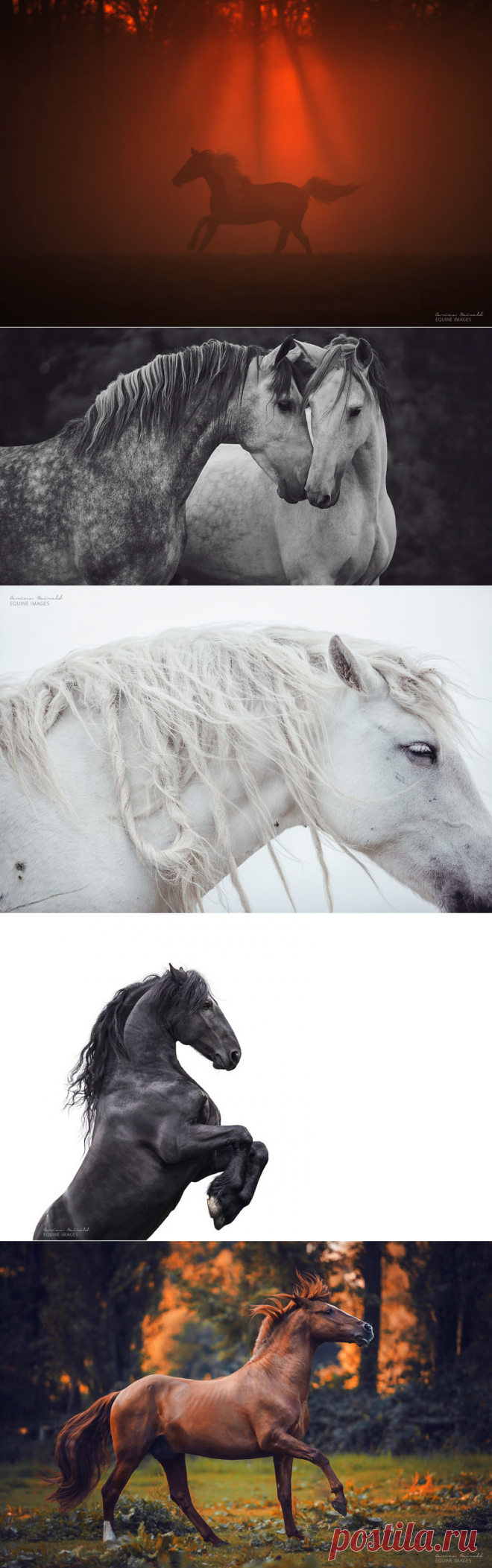 Лошади, которые дали девушке-фотографу силы жить