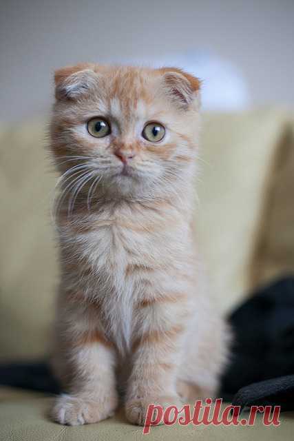 photogenic felines