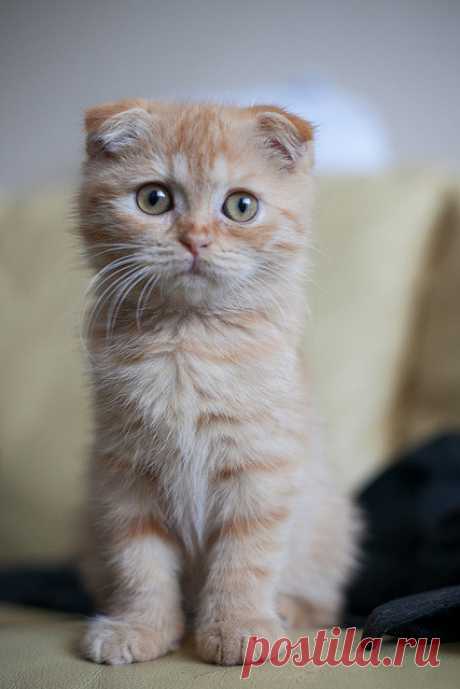 photogenic felines