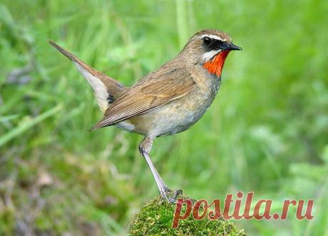 Василий Тимошин vasiliy-timoshin - Москва, Россия, 61 год на Мой Мир@Mail.ru