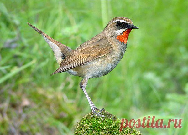 Василий Тимошин vasiliy-timoshin - Москва, Россия, 61 год на Мой Мир@Mail.ru