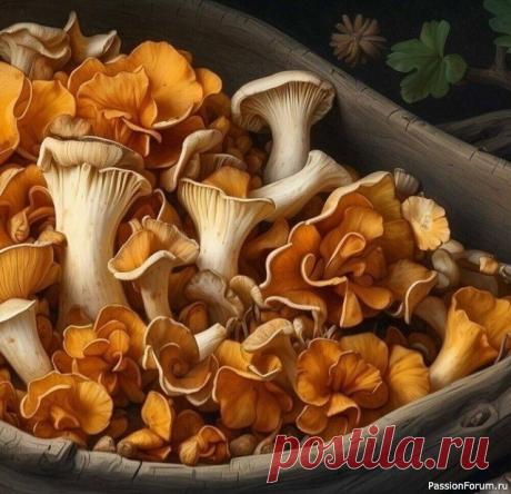 Народная медицина. Сушеные лисички для чистки печени