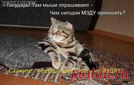 Царь! Просто нет слов. | KotoMail.ru