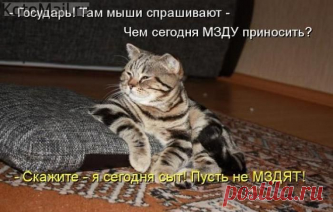 Царь! Просто нет слов. | KotoMail.ru