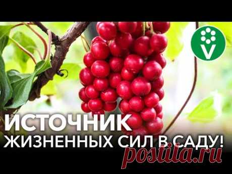 ЯГОДА 5 ВКУСОВ - ЛИМОННИК КИТАЙСКИЙ: полезные свойства и способы применения